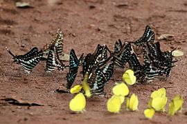 Turquoise-spotted swallowtails (Graphium policenes) puddling.jpg