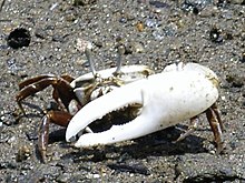 Male fiddler crab, in the family Ocypodidae, signals with its enlarged fighting claw, but weak regrown claws may be dishonest signals. Uca lactea-male-600-450.jpg