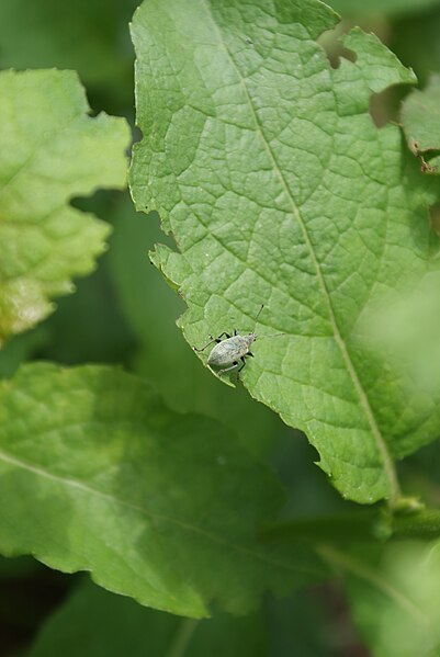 File:Unidentified insects in Belarus 03.JPG