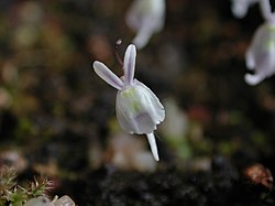 Utricularia sandersonii flower.jpg