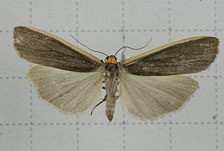 <i>Eilema taiwana</i> species of insect