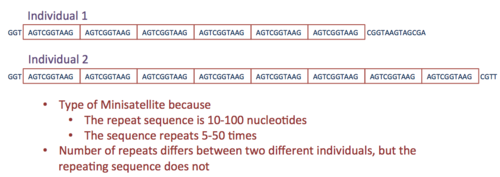 This shows a theoretical example of a VNTR in two different individuals. A single strand of DNA from each individual is displayed in which there is tandem repeat sequence that the individuals share. The sequence presence is a VNTR because one individual has five repeats, while the other has seven repeats (number of repeats varies in different individuals). Each repeat is ten nucleotides, making it a minisatellite, rather than a microsatellite in which each repeat is 1-6 nucleotides. VNTRexample.png