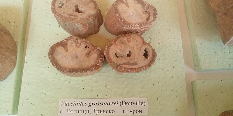 File:Vaccinites grossouvrei (Douville) Upper Turonian, Lyalintsi, Tran Municipality at the Sofia University 'St. Kliment Ohridski' Museum of Paleontology and Historical Geology.jpg