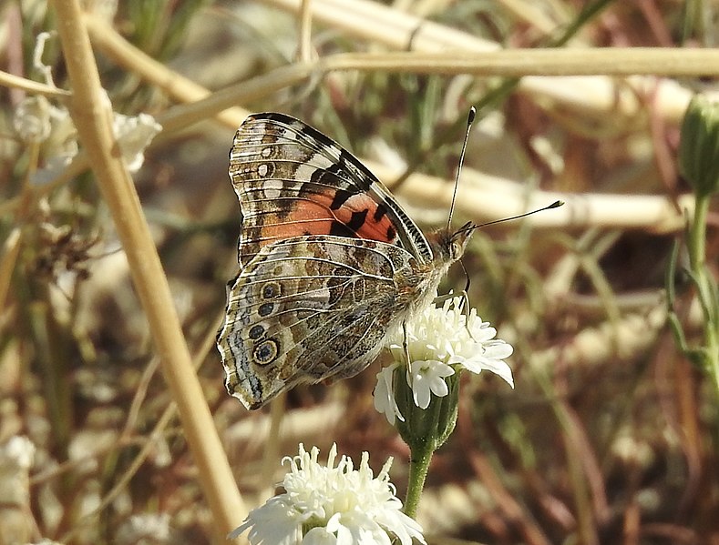 File:Vanessa cardui - 2020.jpg