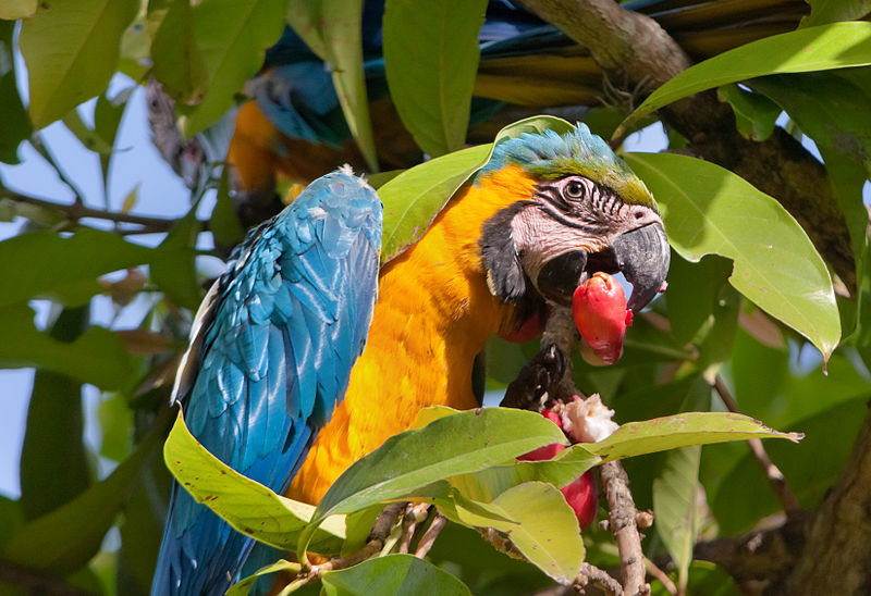 File:Venezuela - Caracas - Guacamaya amarilla y azul - Ara ararauna.jpg