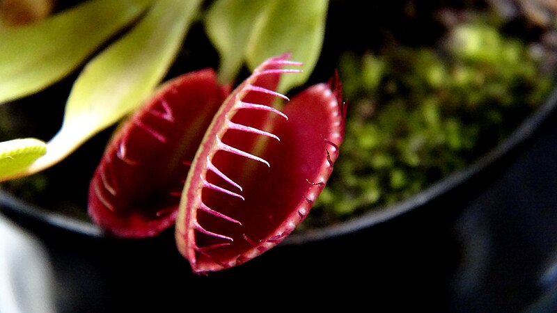 Venus flytrap - Wikipedia