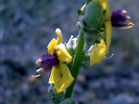 Verbascum rotundifolium FlowerCloseup DehesaBoyaldePuertollano.jpg