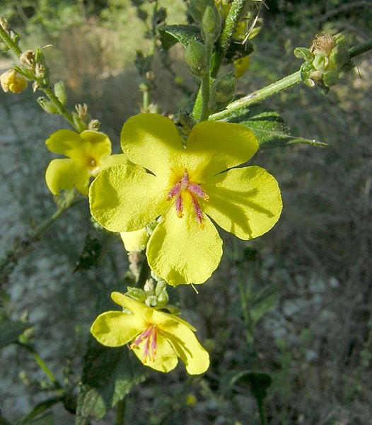 File:Verbascum sinuatum2.jpg