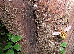 Un frelon Vespa simillima xanthoptera espère capturer une abeille de la colonie qui a installé son nid dans le tronc de cet arbre.