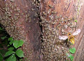 A colmeia de A. c. japonica sendo atacada por uma vespa mandarina.