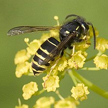 Vespula Acadica.jpg