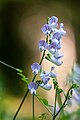 Vicia sylvatica