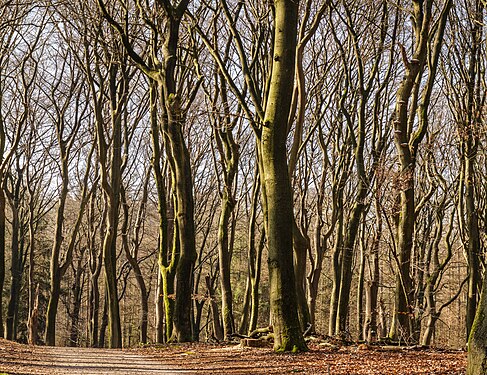 Path between beech trees in a natural forest near Vierhouten.