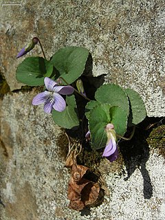 <i>Viola hirsutula</i> species of plant