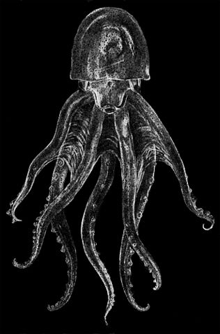 phylum mollusca octopus