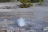 Vixen gejzír a Norris gejzír -medencében Yellowstone -ban.JPG