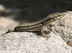 Un lézard des murailles, sur le haut d'un vieux mur, en France