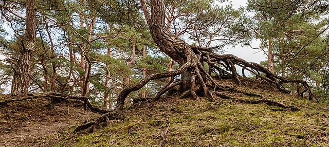 Сосна с обнажёнными корнями в Хирдене[вд], Нидерланды