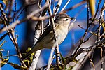 Thumbnail for File:Warbling Vireo (Vireo gilvus) (8079398683).jpg