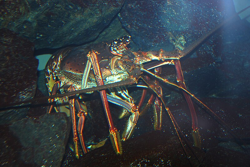 File:Washington DC Zoo - Spiny Lobster 4.jpg