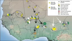 West African sites with archaeobotanical remains from third to first millennium cal bc. The arrows indicate directions of pearl millet diffusion into sub-Saharan West Africa, including 5. Nok region sites. West African sites with archaeobotanical remains from third to first millennium cal bc.webp