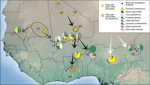 West African sites with archaeobotanical remains from third to first millennium cal bc. The arrows indicate directions of pearl millet diffusion into sub-Saharan West Africa, including 4. Kintampo B-Sites and 14. Bosumpra Cave. West African sites with archaeobotanical remains from third to first millennium cal bc.webp