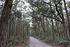 Wet eucalyptus forest.JPG