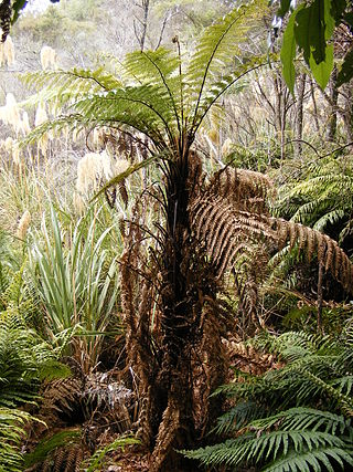 <i>Dicksonia squarrosa</i> Species of fern