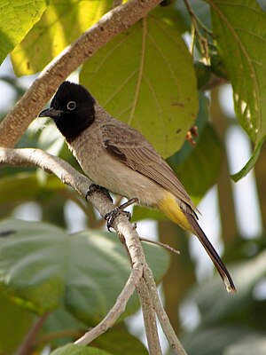 Гельбштайссбюльбюль (Pycnonotus xanthopygos)