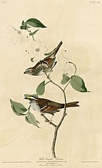 Thumbnail for File:White-throated Sparrow (Audubon).jpg