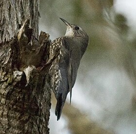 White-throated Treecreeper kobble may07.jpg