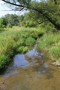 Уайт-Холл-Крик смотрит вниз по течению.JPG