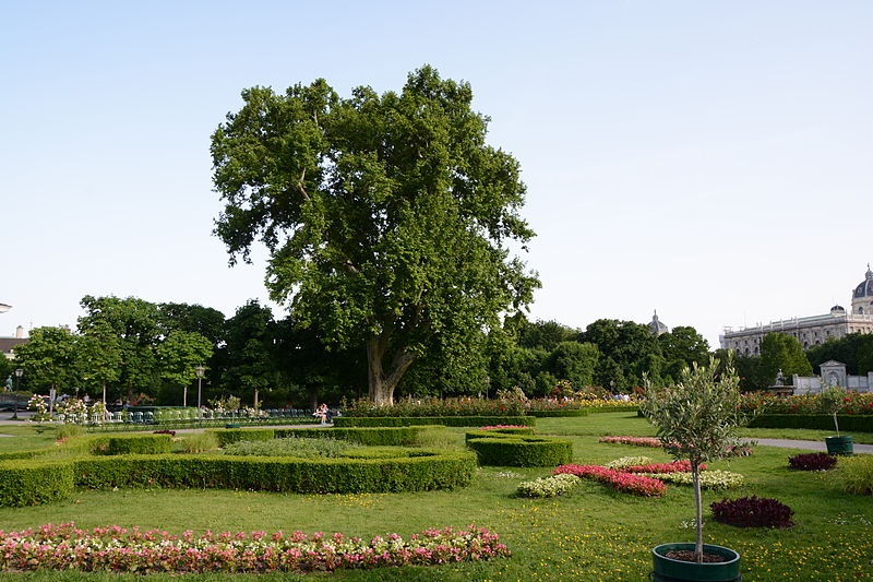 File:Wiener Naturdenkmal 376 - Morgenländische Platane (Innere Stadt) c.JPG