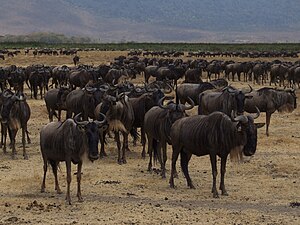 Ngorongoro