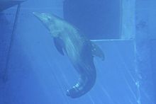 Winter tailless bottlenose dolphin.jpg