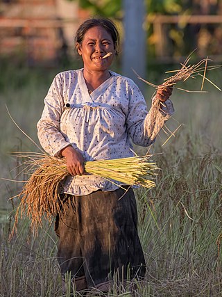 Woman with hand-rolled cigarette cutting rice