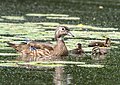 * Nomination Wood duck female with ducklings --Rhododendrites 03:11, 2 June 2022 (UTC) * Promotion  Support Good quality. --XRay 03:46, 2 June 2022 (UTC)