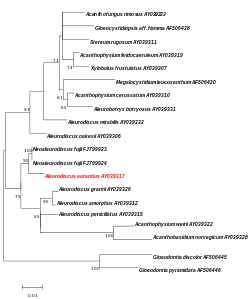 Abbildung 1: Maximum Likelihood-Baum der die gleichen Sequenzen verwendet wie Wu für die Berechnung Seines MP-Baumes. Die rot dargestellte Aleurodiscus aurantius-Sequenz fehlt in Wus MP-Baum. Alle weiteren Angaben zu dieser und den folgenden Abbildungen befinden sich in der jeweiligen Bildbeschreibung.