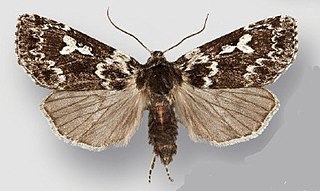 <i>Xestia perquiritata</i> Species of moth
