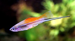 <i>Xiphophorus</i> Genus of fishes