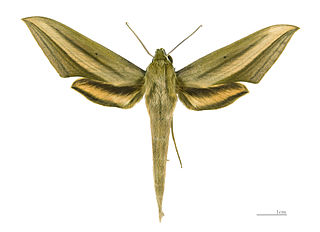 <i>Xylophanes loelia</i> Species of moth