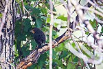 Thumbnail for File:Yellow-headed blackbird (50364949956).jpg