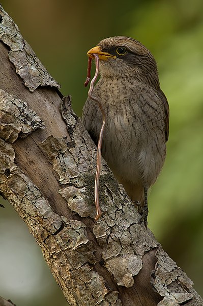 Yellow-billed shrike with prey