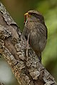 ◆2013/11-57 ◆Category File:Yellow billed shrike with prey.jpg uploaded by Sumeetmoghe, nominated by Tomer T