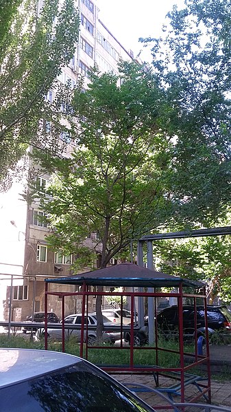 File:Yeznik Koghbatsi Street (Yerevan) 39.jpg