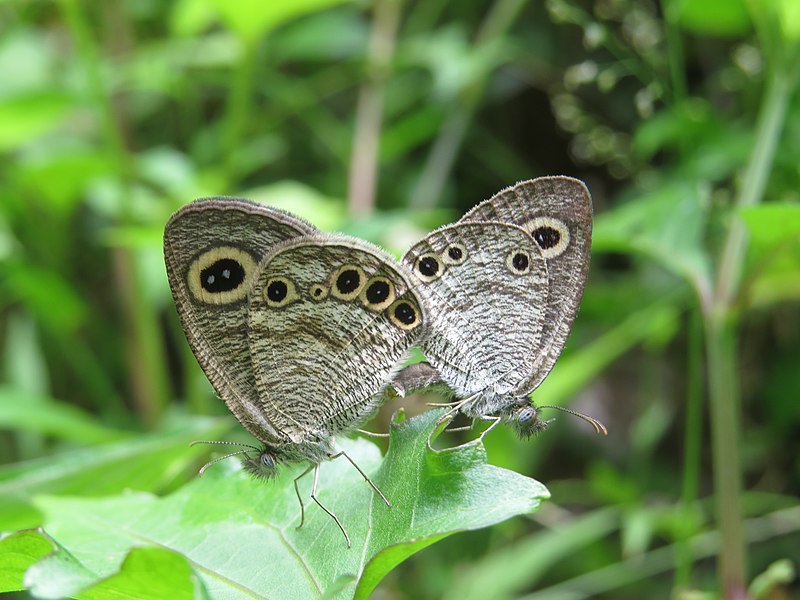 File:Ypthima huebneri – Common Four-ring mating 04.jpg