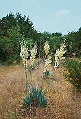 Yucca pallida