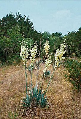 Yucca pallida med blomsterstand i maj i Texas
