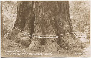 1107 - Largest tree in Muir Woods National Monument