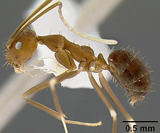 <i>Zatania</i> Genus of ants